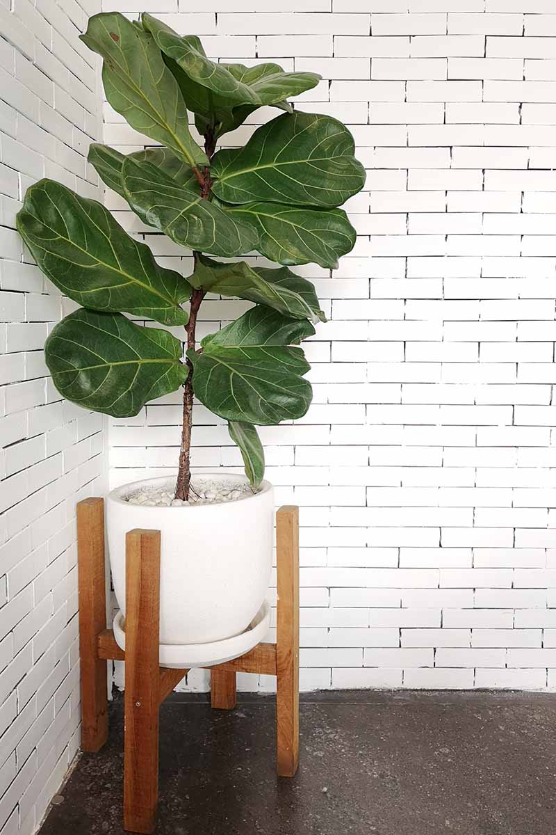 A close up vertical image of a fiddle-leaf fig tree growing in a large white pot, set on a container stand made from wood, with a painted brick wall in the background.
