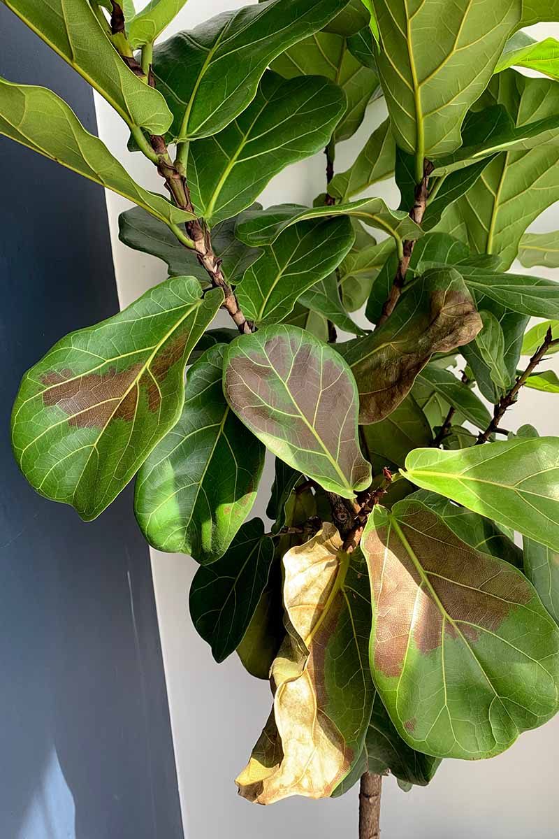 A close up vertical image of a fiddle-leaf fig tree growing indoors showing signs of disease with brown leaves.