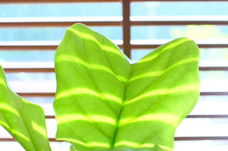 A close up horizontal image of a large leaf of a Ficus lyrata growing indoors next to a window with blue sky in the background.