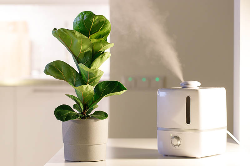 A close up horizontal image of a small houseplant set on a white surface with a humidifier in the background.