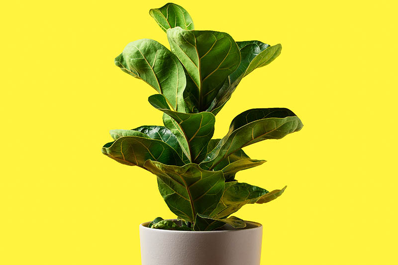A close up horizontal image of a small Ficus lyrata tree growing in a small container pictured on a yellow background.