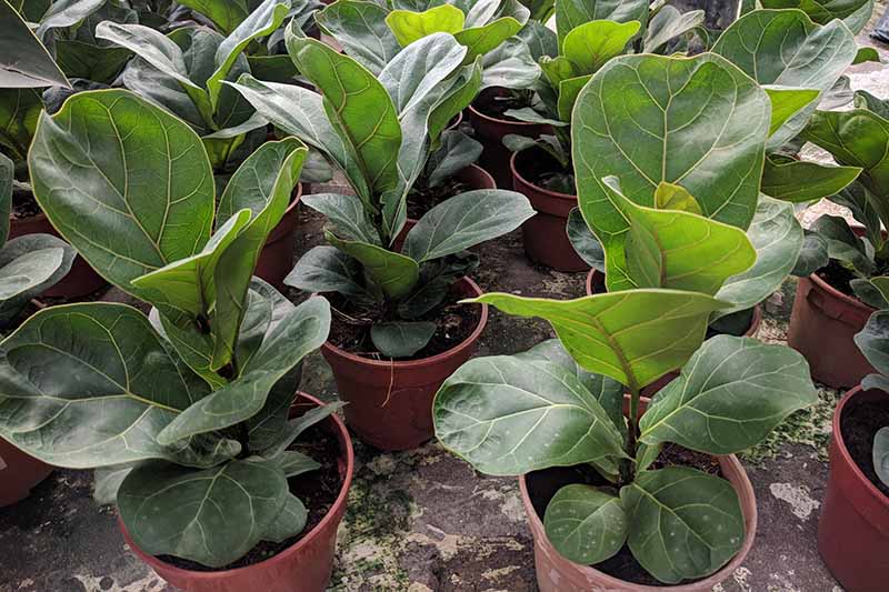 A close up horizontal image of nursery pots containing fiddle-leaf fig trees for sale at a garden center.