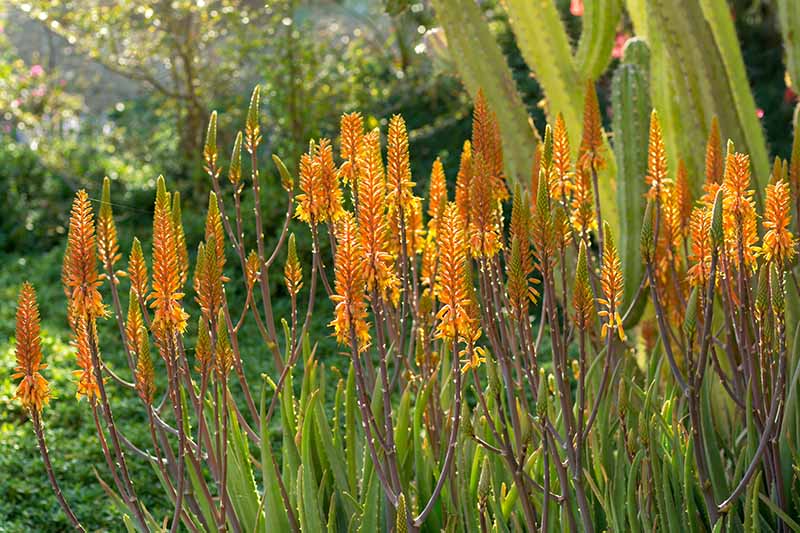 A close up horizontal image of the bright yellow flowers of aloe vera plants growing in the garden pictured in light filtered sunshine.