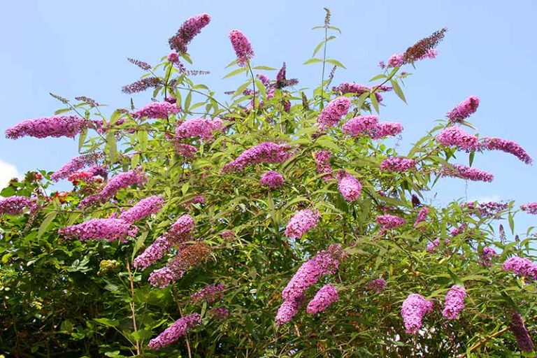 How to Grow Butterfly Bush (Buddleia) | Gardener’s Path