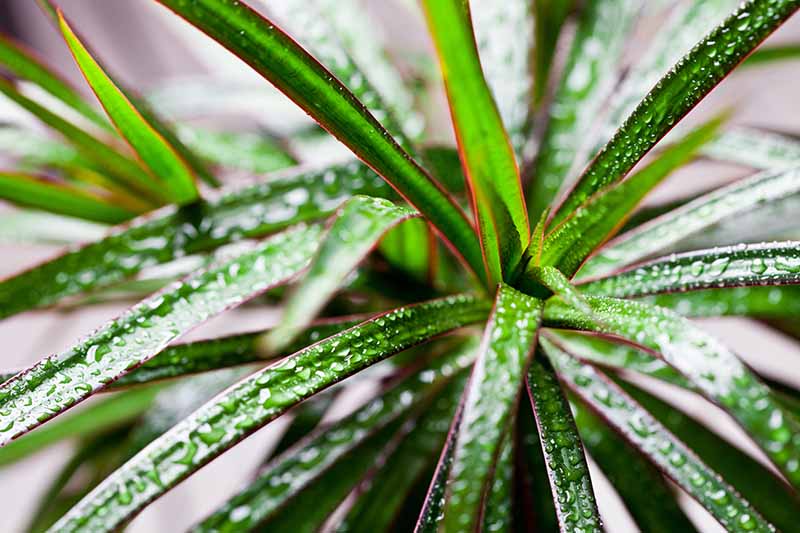 A close up horizontal image of a houseplant with green and red foliage pictured with droplets of water on the leaves on a soft focus background.