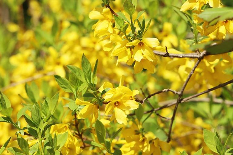 7 Reasons Why Forsythia May Not Bloom Gardener’s Path