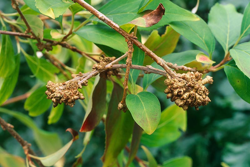 A close up horizontal image of the stems of a shrub with unsightly growths typical of gall disease, with foliage in soft focus in the background.