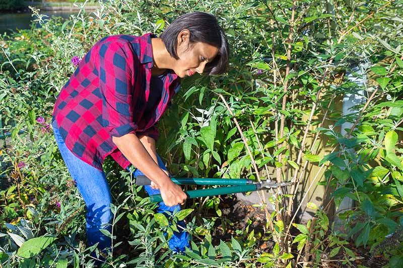 A close up horizontal image of a gardener using a pair of long-handled pruning shears to cut down a perennial in early fall, pictured in light sunshine.