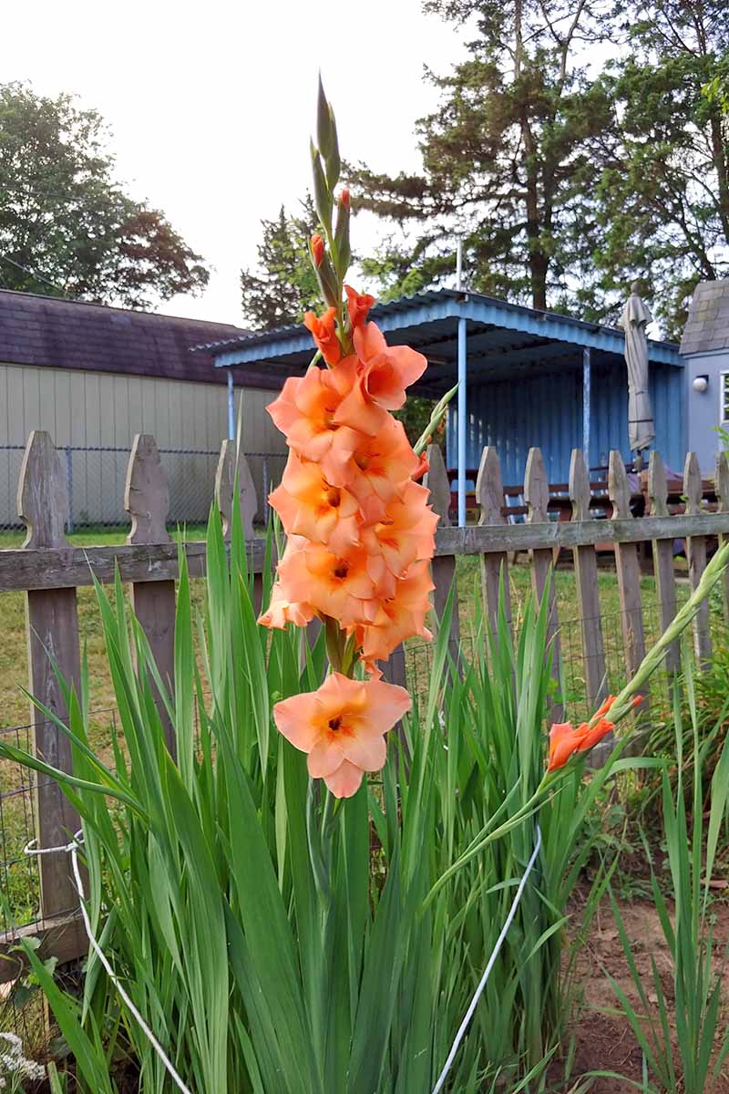 A close up vertical image of an orange gladiolus growing in the garden with a residence in soft focus in the background.
