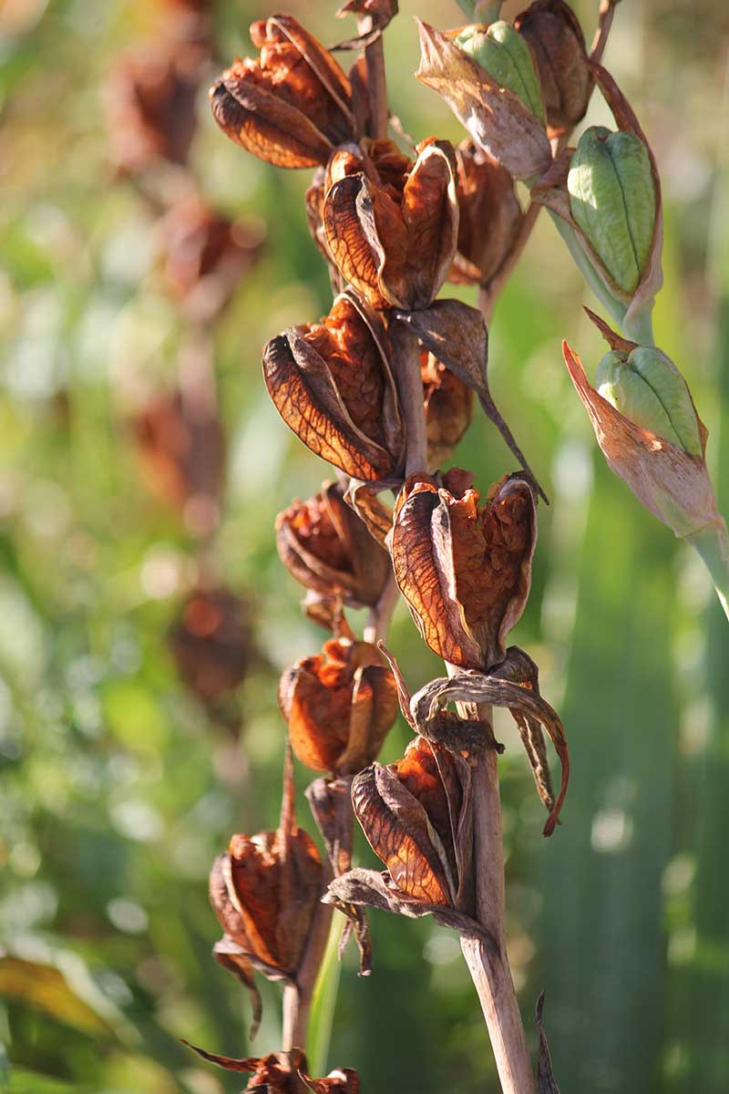 A close up vertical image of a gladiolus flower stalk that has finished blooming and is setting seed, pictured in light sunshine on a soft focus background.