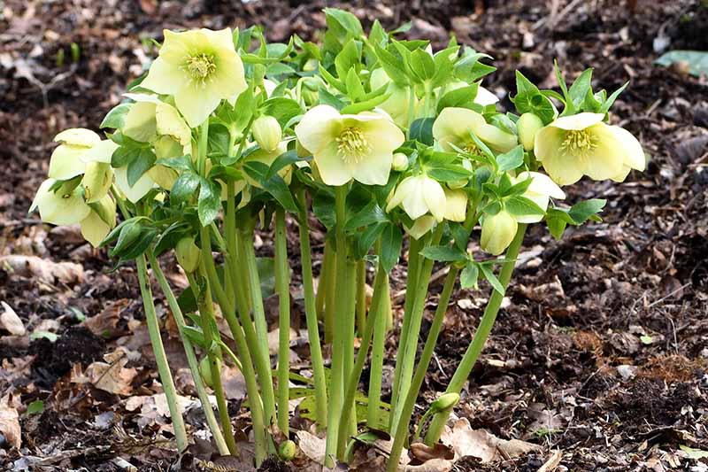 A close up horizontal image of a clump of hellebore flowers growing in the garden with soil and fallen leaves in soft focus in the background.