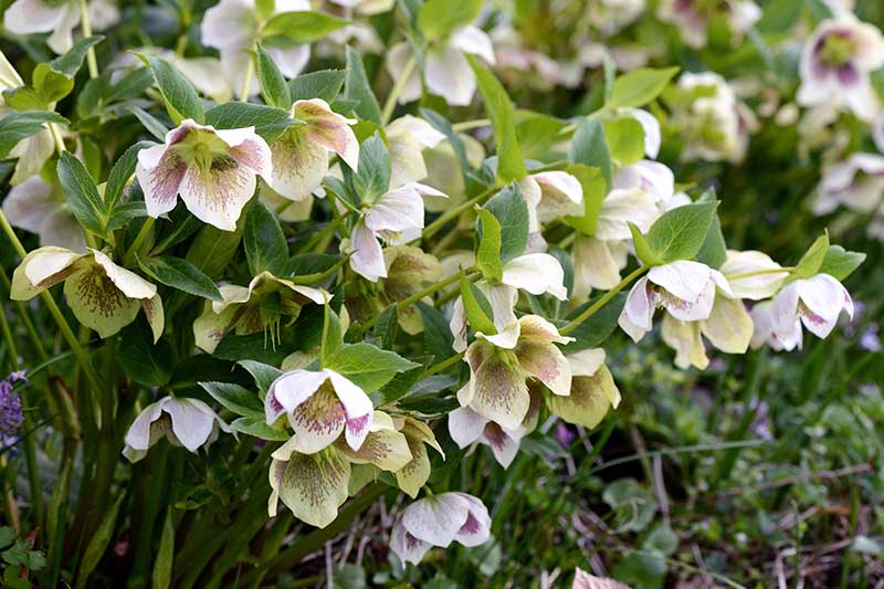 A close up horizontal image of hellebore flowers growing in the early spring garden pictured on a soft focus background.