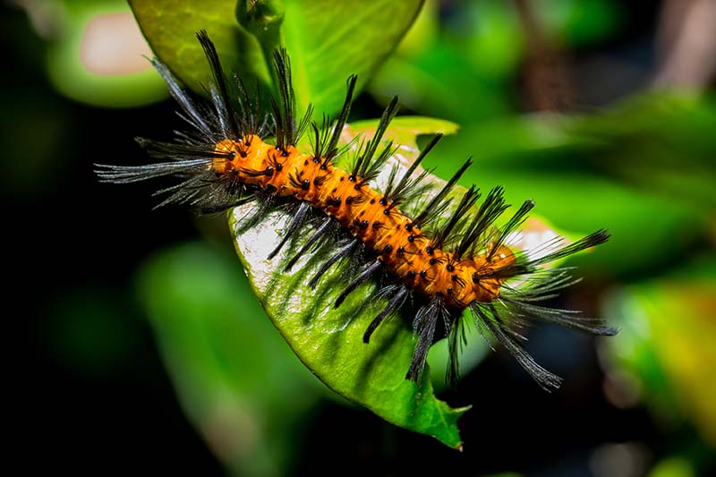 A close up horizontal image of a frightening looking orange caterpillar with black hair in clumps all over its body pictured in filtered sunshine on a soft focus background.