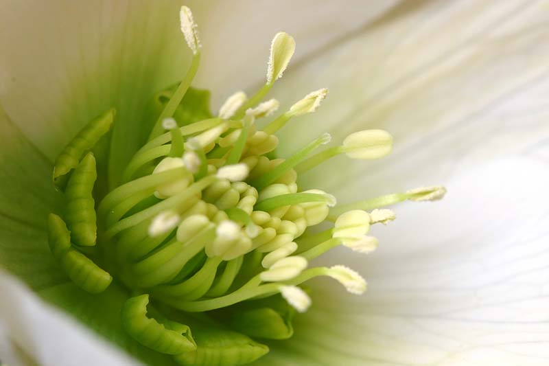 A close up horizontal image of the inside of a flower fading to soft focus in the background.