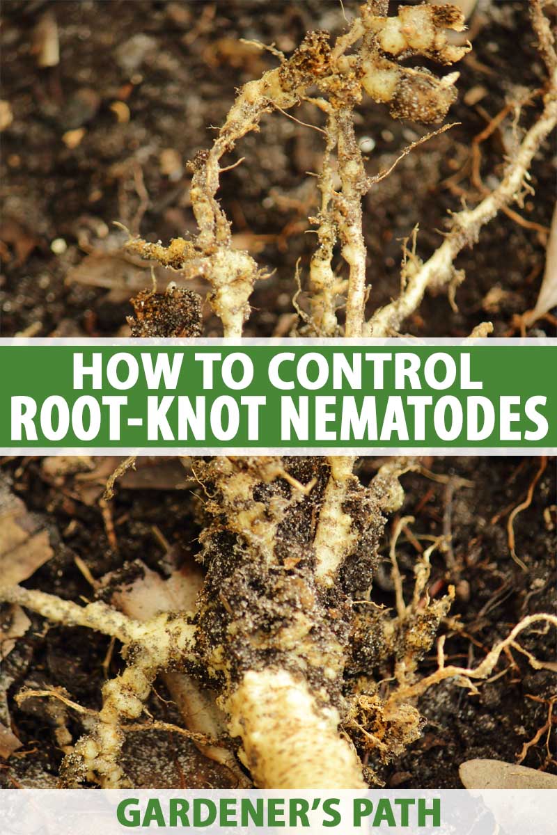 A close up vertical image of a plant root infested with root-knot nematodes. To the center and bottom of the frame is green and white printed text.