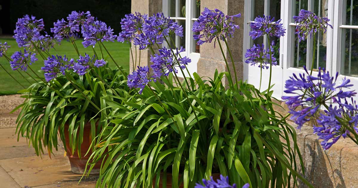 How to Grow Agapanthus in Containers | Gardener's Path