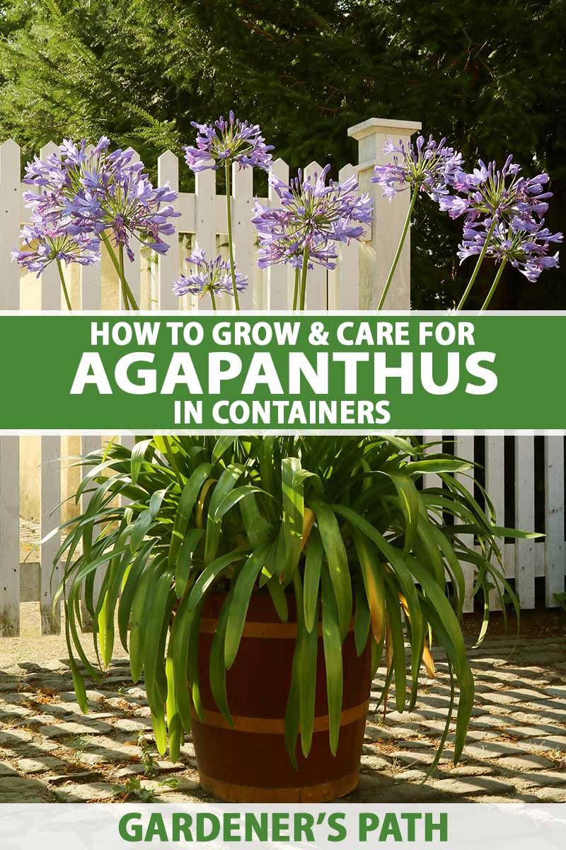 how to grow agapanthus in containers | gardener's path