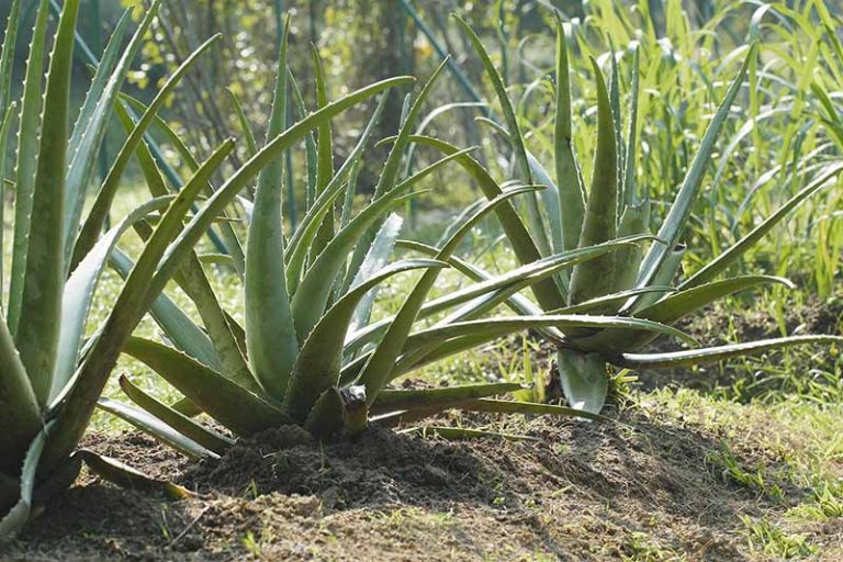 Tips For Growing Aloe Vera Outdoors Gardeners Path 2895