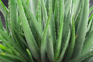 A close up horizontal image of the succulent, spiky leaves of the aloe vera plant pictured on a soft focus background.