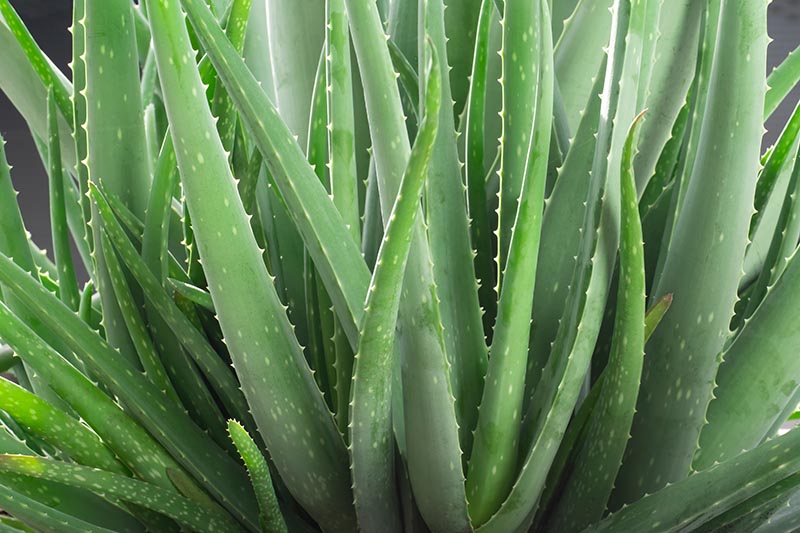 Mature medium to large sized Live Single Plant Aloe Vera barbadensis