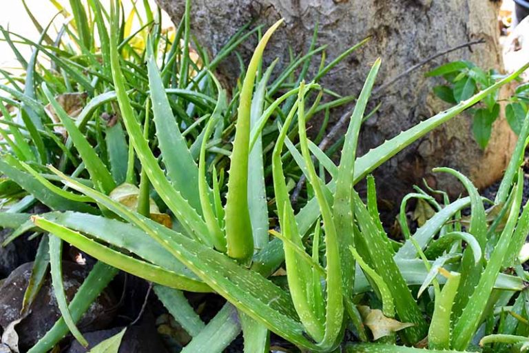 Tips For Growing Aloe Vera Outdoors Gardeners Path 7342