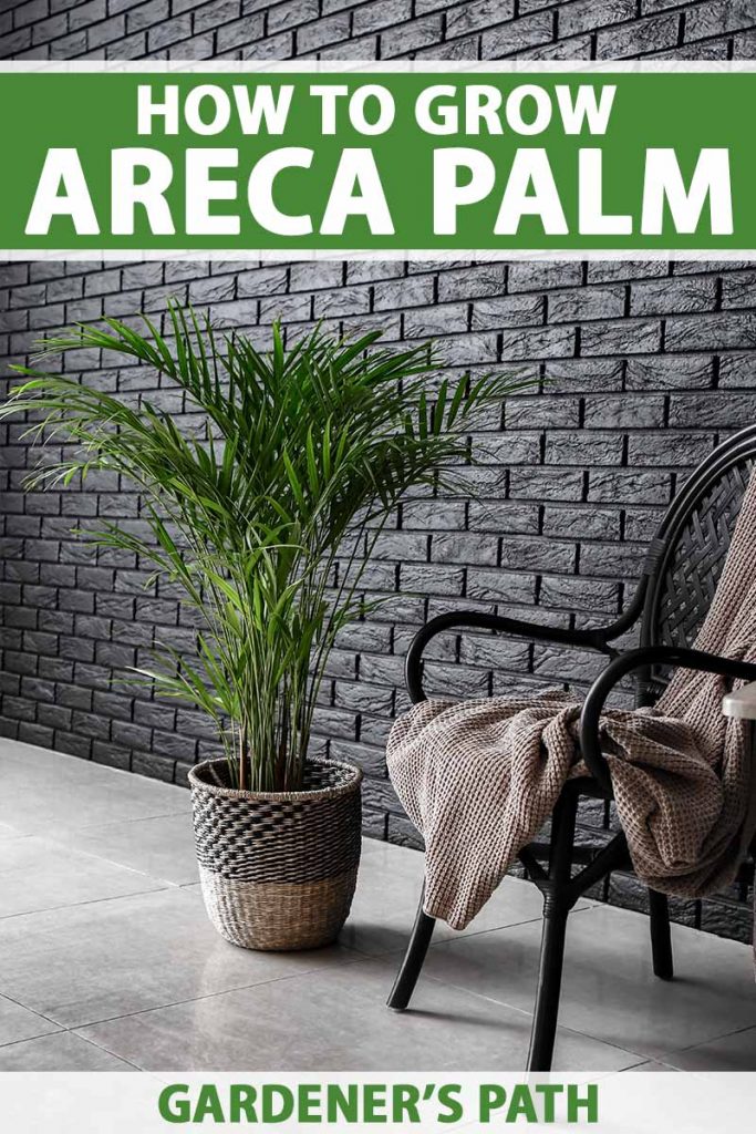 A vertical image of a Dypsis​ ​lutescens​ growing in a small decorative container set on a tiled floor next to a chair with a brown throw. To the top and bottom of the frame is green and white printed text.