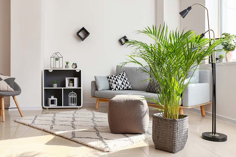 A horizontal image of a stylish living room with elegant furniture and a Dypsis​ ​lutescens​ houseplant growing in a decorative pot.