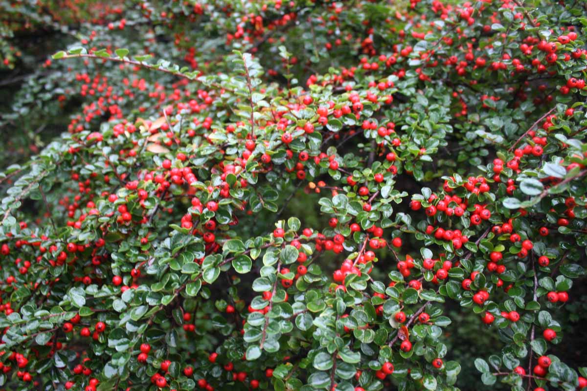 Image of the glossy green foliage and bright red berries of perennial cotoneaster shrubs growing in the garden.