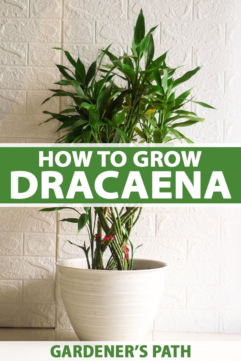 Dracaena Creme & Green Corn Live Plant 6" Pot Easy to Grow Houseplant Indoor 