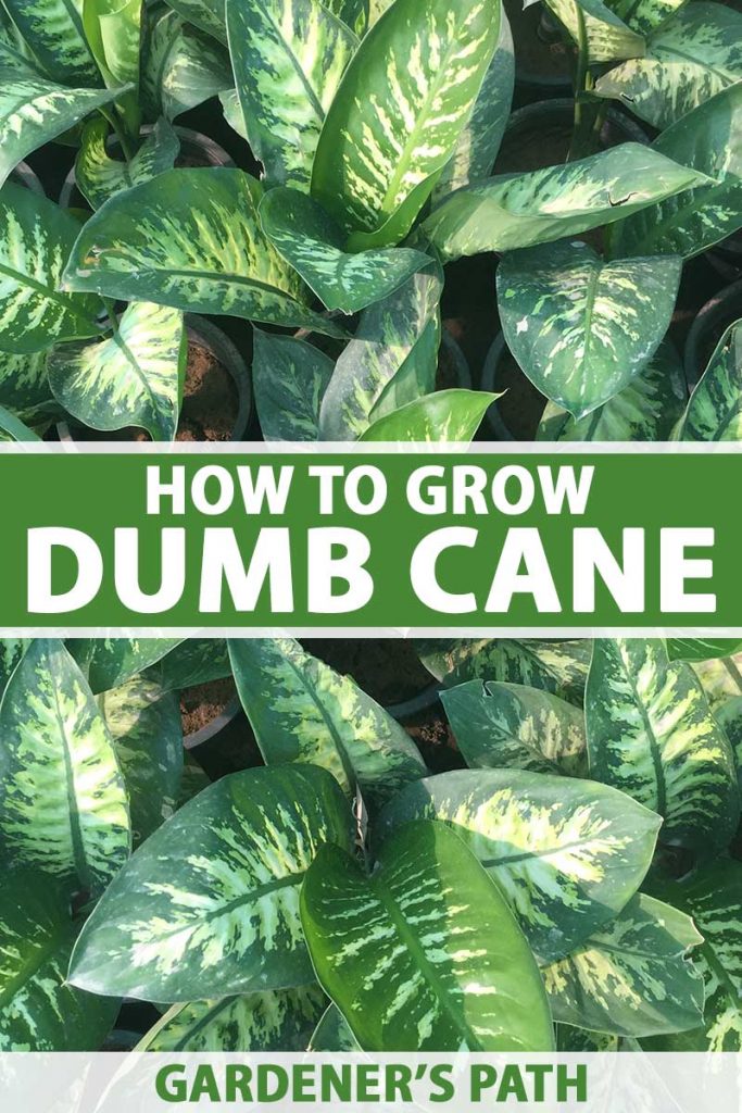 A close up vertical image of a number of dumb cane (Dieffenbachia) plants growing in small black plastic pots. To the center and bottom of the frame is green and white printed text.