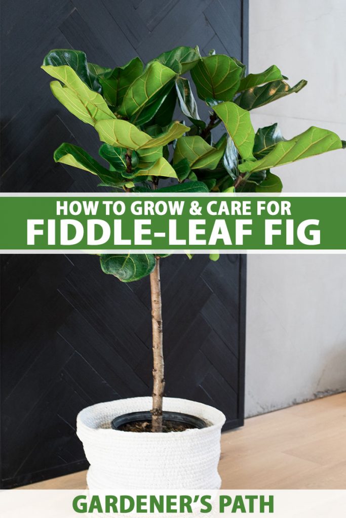A close up vertical image of a fiddle-leaf fig plant growing in a decorative container indoors, with a dark and light wall in the background. To the center and bottom of the frame is green and white printed text.