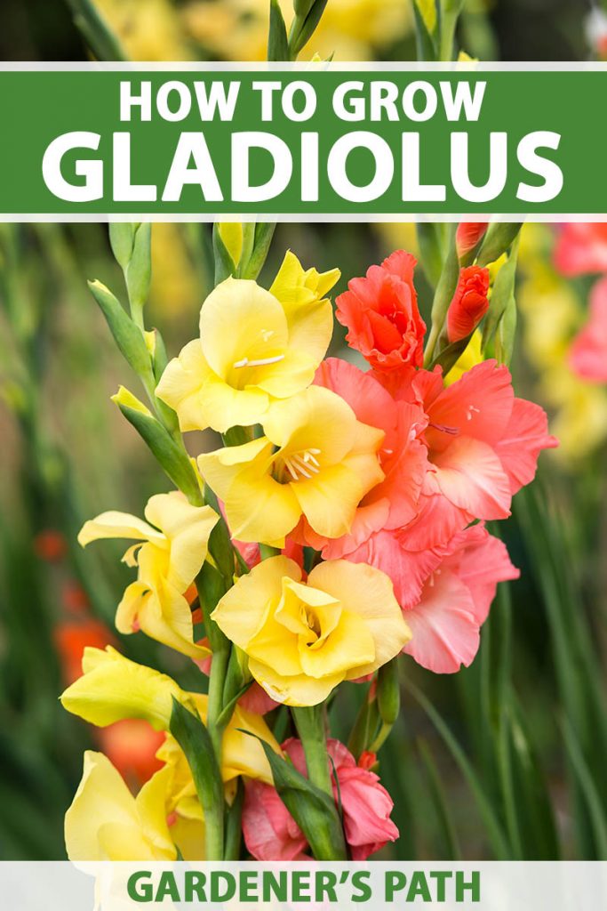 A close up vertical image of pink and yellow gladioli growing in the garden pictured in light sunshine on a soft focus background. To the top and bottom of the frame is green and white printed text.