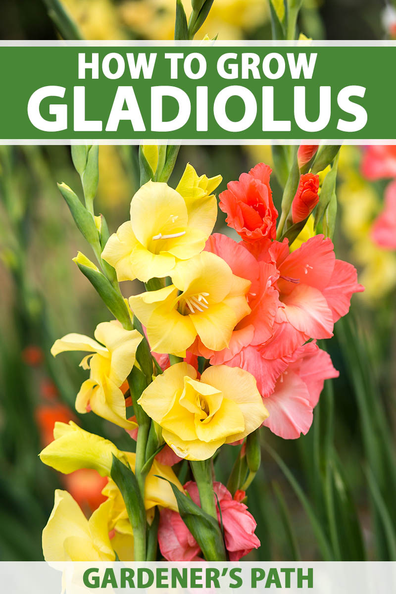 How to plant and take care of gladiolus
