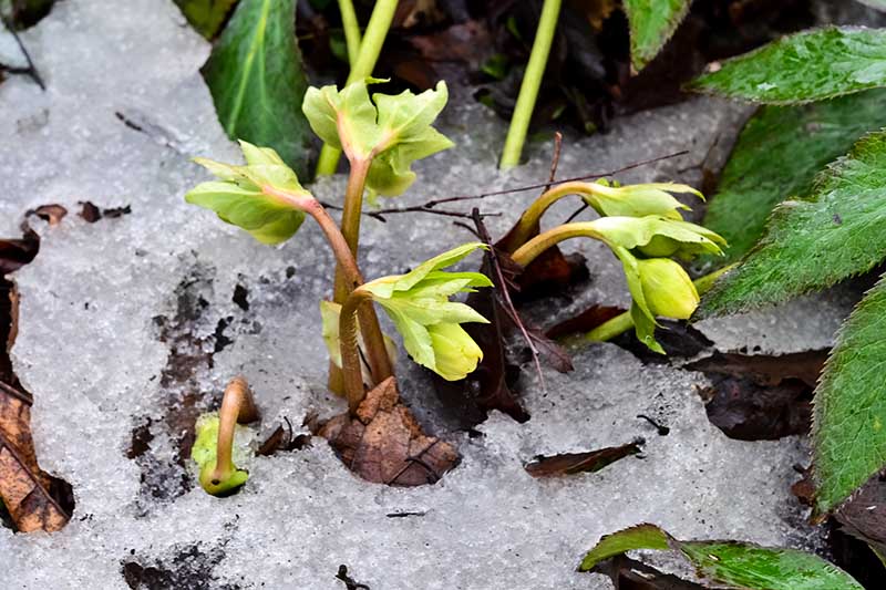 A close up horizontal image of a seedling growing through the snowy ground in the late winter garden.
