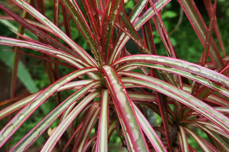 A close up horizontal image of the red and white variegated foliage of a dracaena plant, pictured outdoors with water droplets on the leaves on a soft focus background.