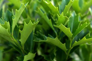 How to Plant and Grow Oak Leaf Holly