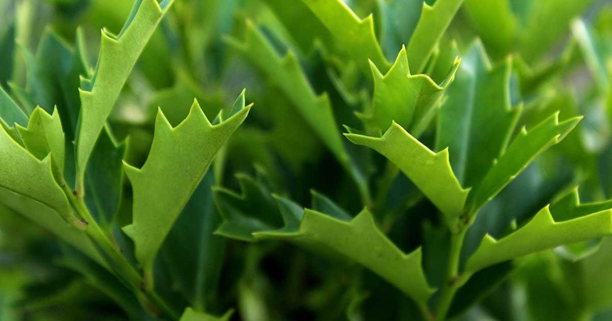 How To Plant And Grow Oak Leaf Holly, Oak Leaf Landscape Supply