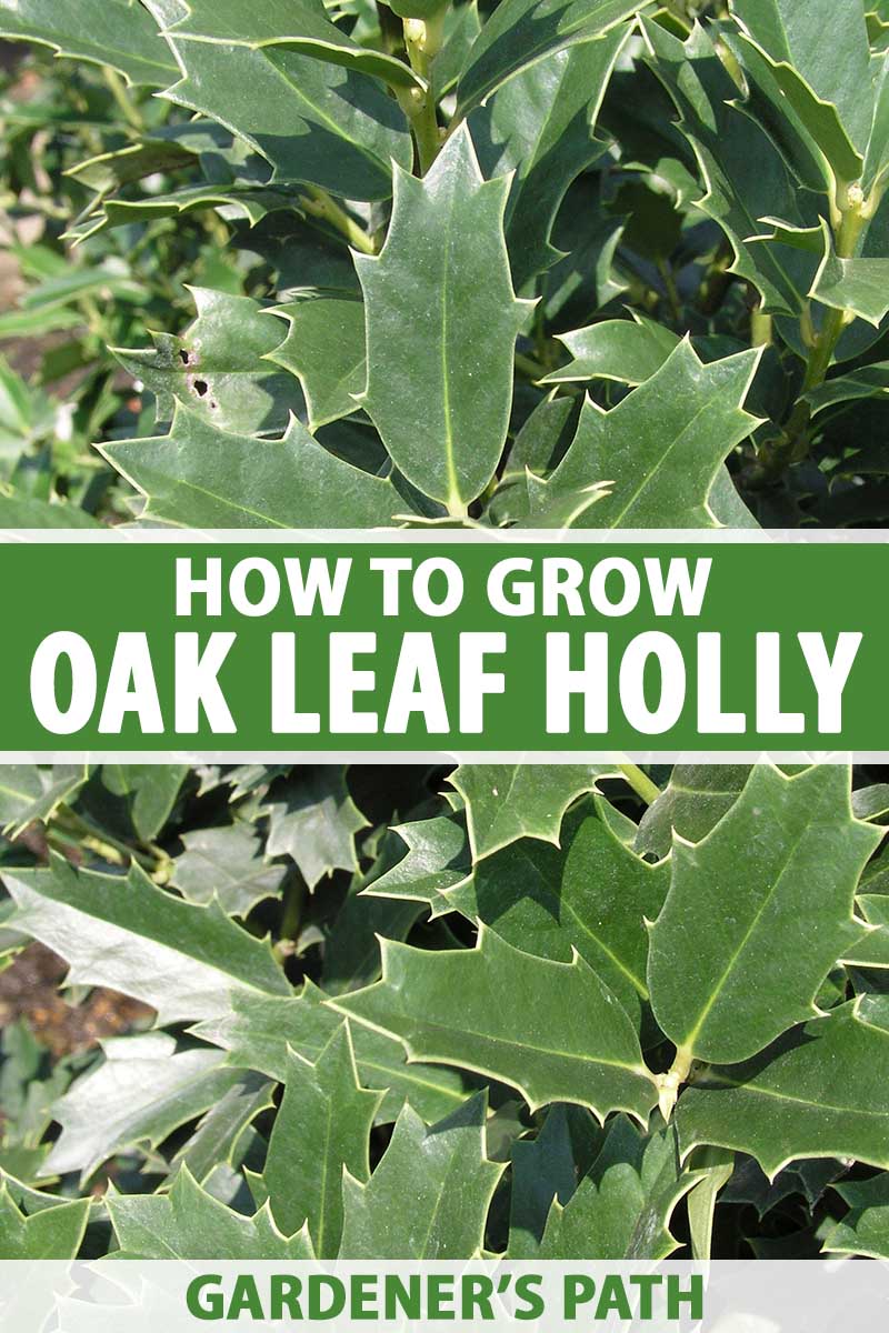 how to plant and grow oak leaf holly | gardener's path