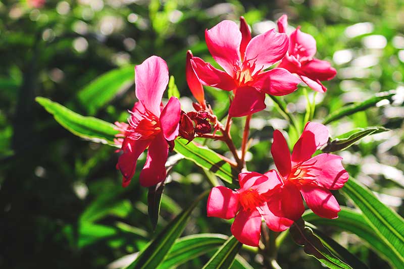 A close up horizontal image of bright red Nerium oleander flowers growing in the garden pictured in bright sunshine on a soft focus background.