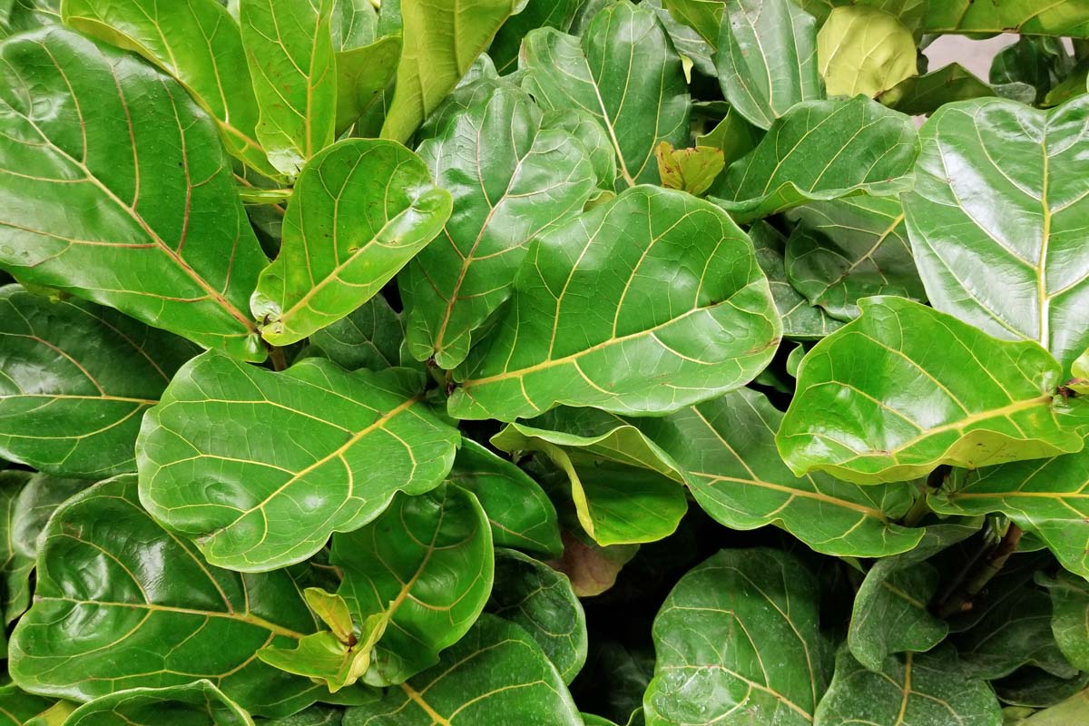 Top down views of the green leaves of several fiddle leaf fig plants.