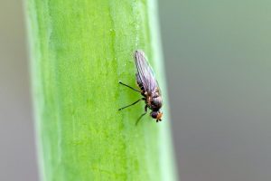 A close up horizontal image of Phytomyza gymnostoma fly on green foliage pictured on a soft focus background.