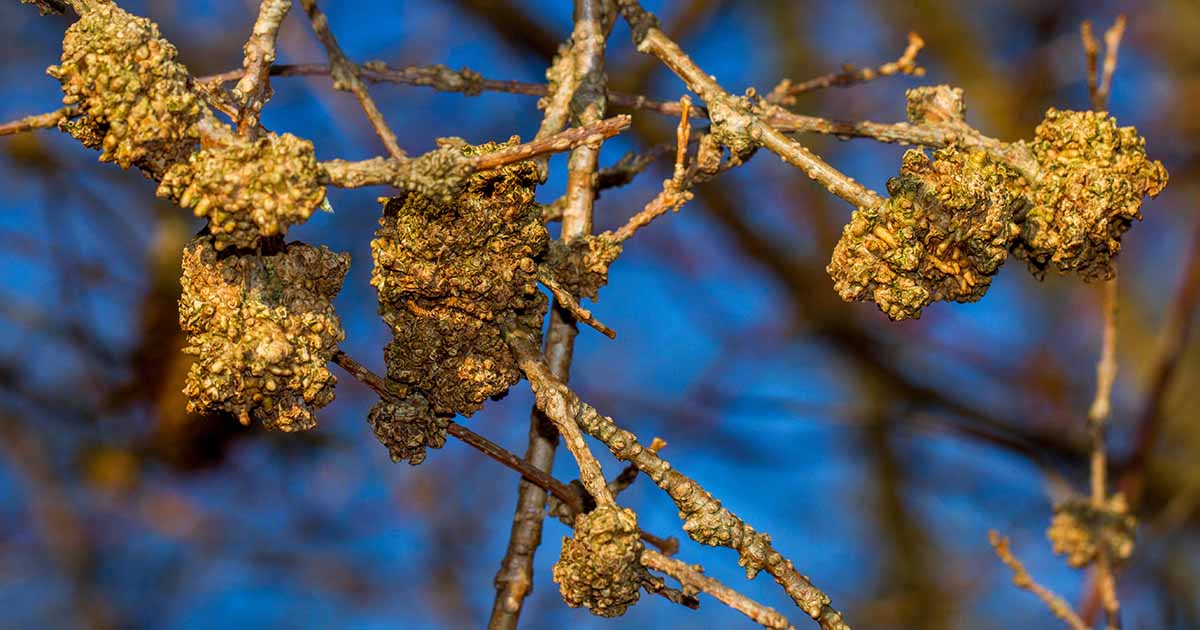 How to Manage Forsythia Gall Disease | Gardener’s Path