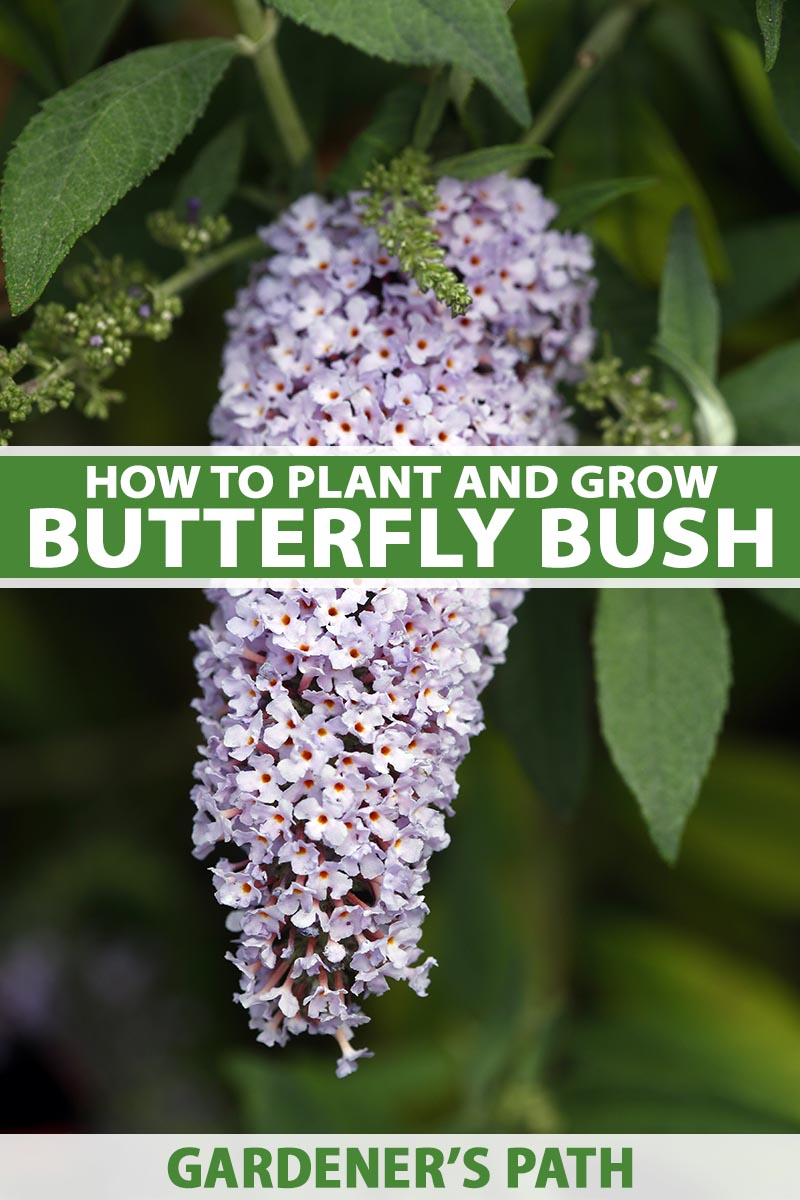 how to grow butterfly bush (buddleia) | gardener's path