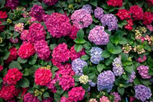 A close up horizontal image of glorious hydrangea flowers in blue, red, pink, and purple growing in the summer garden surrounded by deep green foliage.