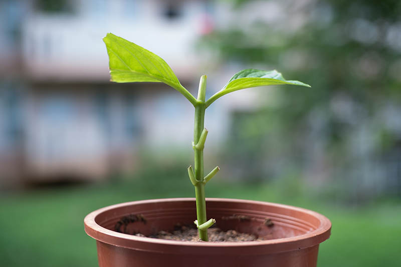 A close up horizontal image of a small stem cutting in a plastic pot pictured on a soft focus background.