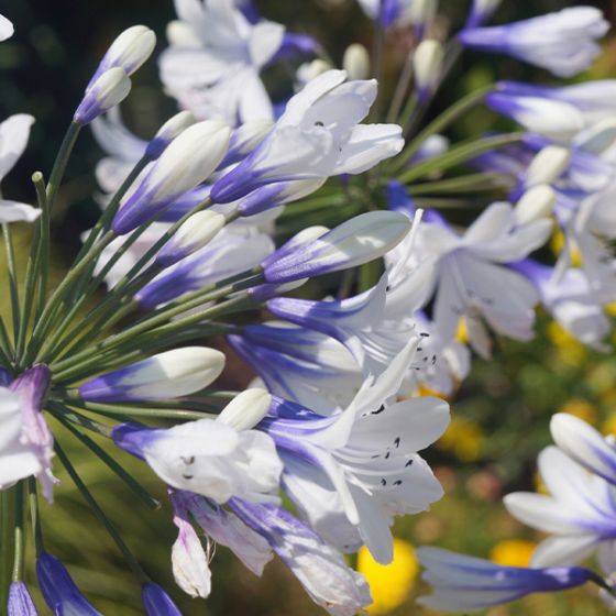 A close up square image of Agapanthus 'Indigo Frost' with white and blue flowers, pictured growing in the garden in bright sunshine on a soft focus background.