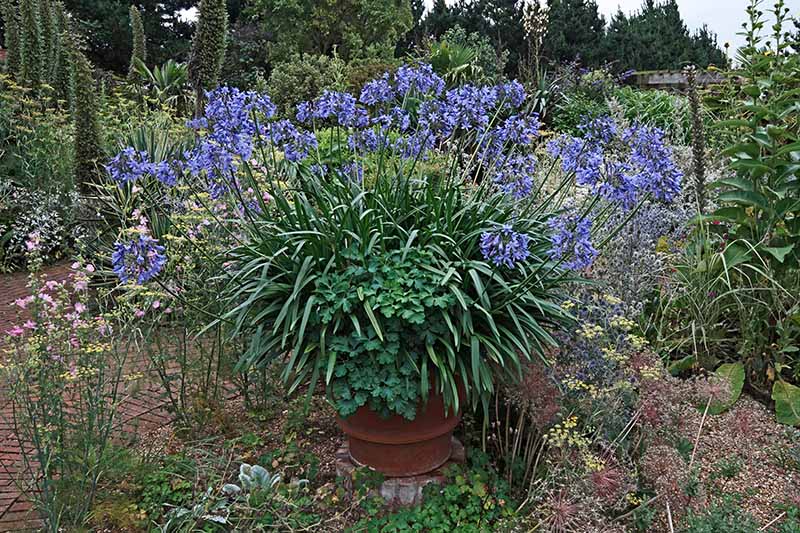 A close up horizontal image of a large terra cotta pot growing a blue agapanthus plant in a garden border. In the background are trees and shrubs in soft focus.