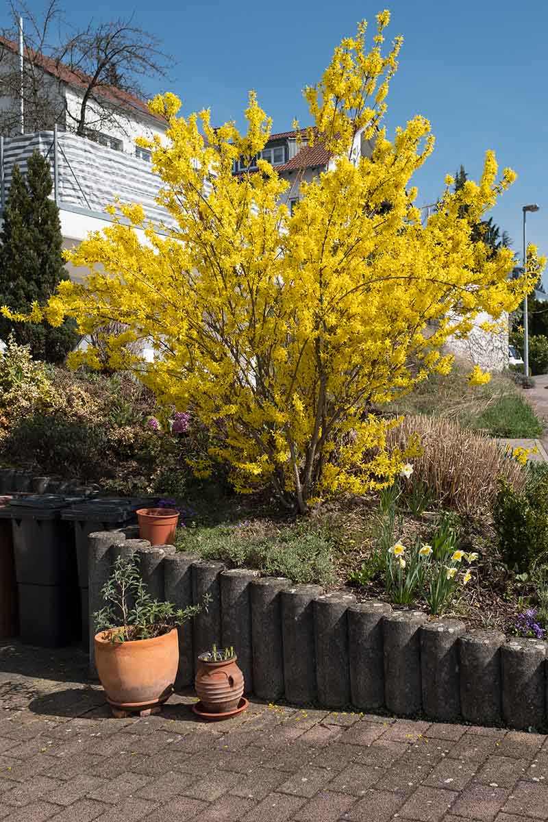 A close up vertical image of a large shrub growing in front of a home in full bloom in the spring.