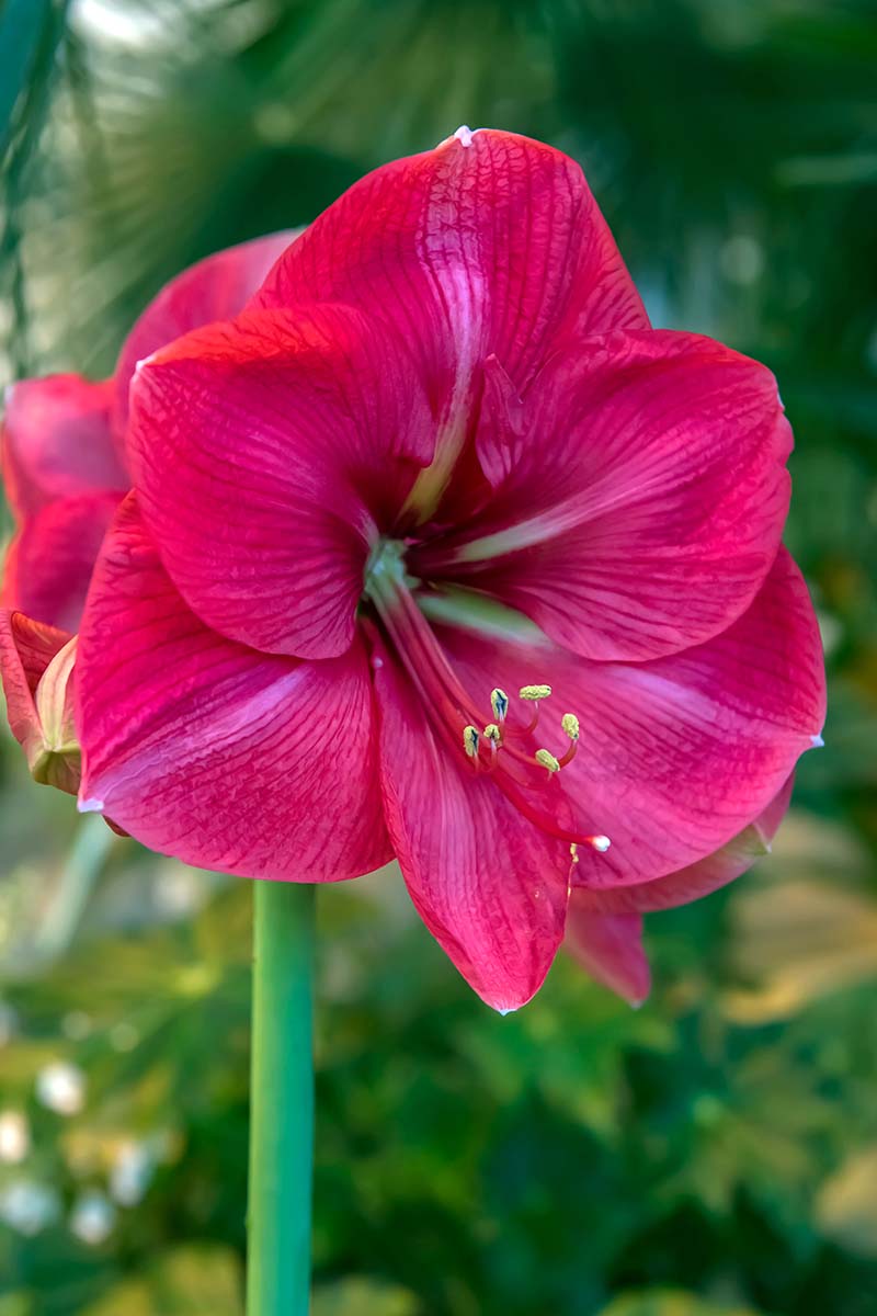A close up vertical image of a bright red Hippeastrum flower growing in the garden pictured on a green soft focus background.