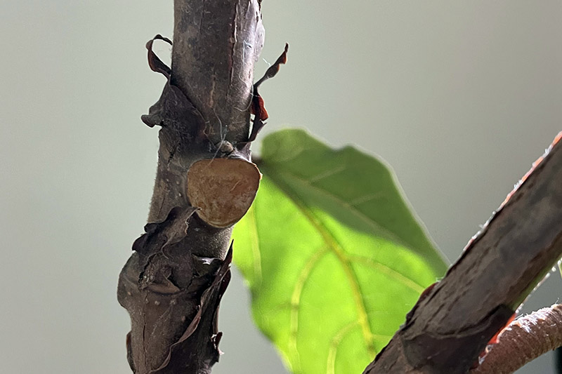 A close up horizontal image of a leaf node of a Ficus lyrata growing indoors as a houseplant.